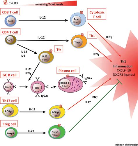 The immune cell transcription factor T.